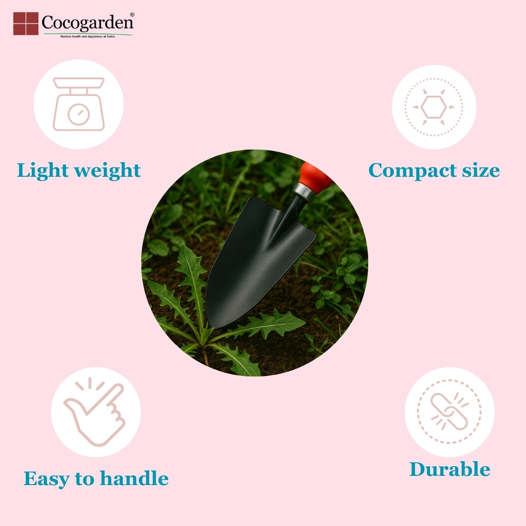 Addnl Image2 Addnl Image2