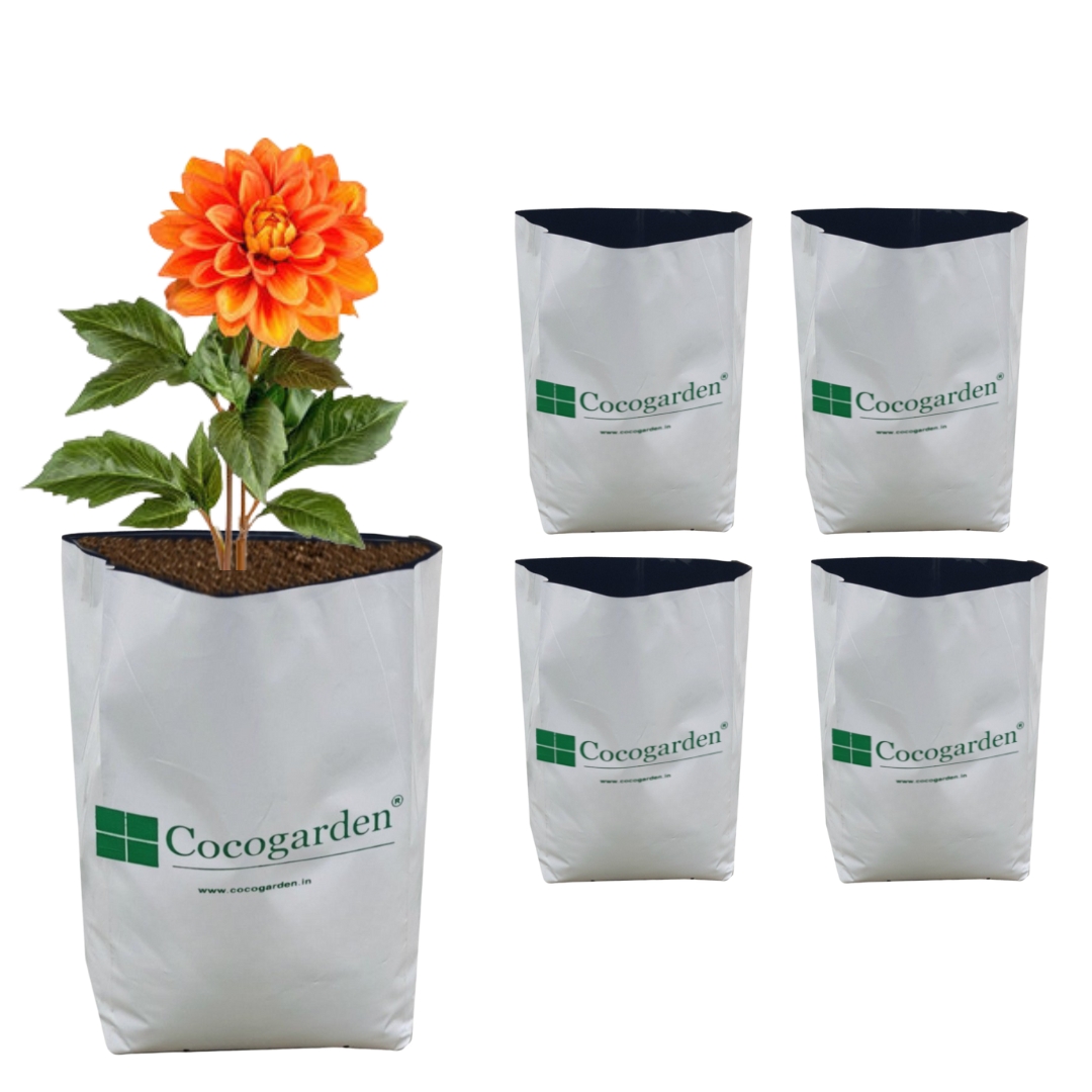 GBS (Pack of 5) GBS (Pack of 5)